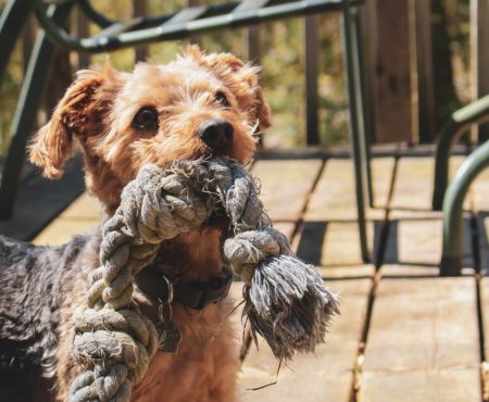 Die besten neuen Hundespielzeuge für Garten und Zuhause