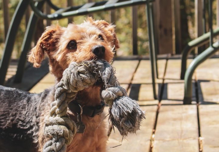Die besten neuen Hundespielzeuge für Garten und Zuhause